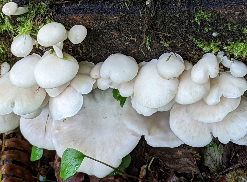 Oyster mushroom Pleurotus spEdible. Cultivated. Smells lik… cheryl