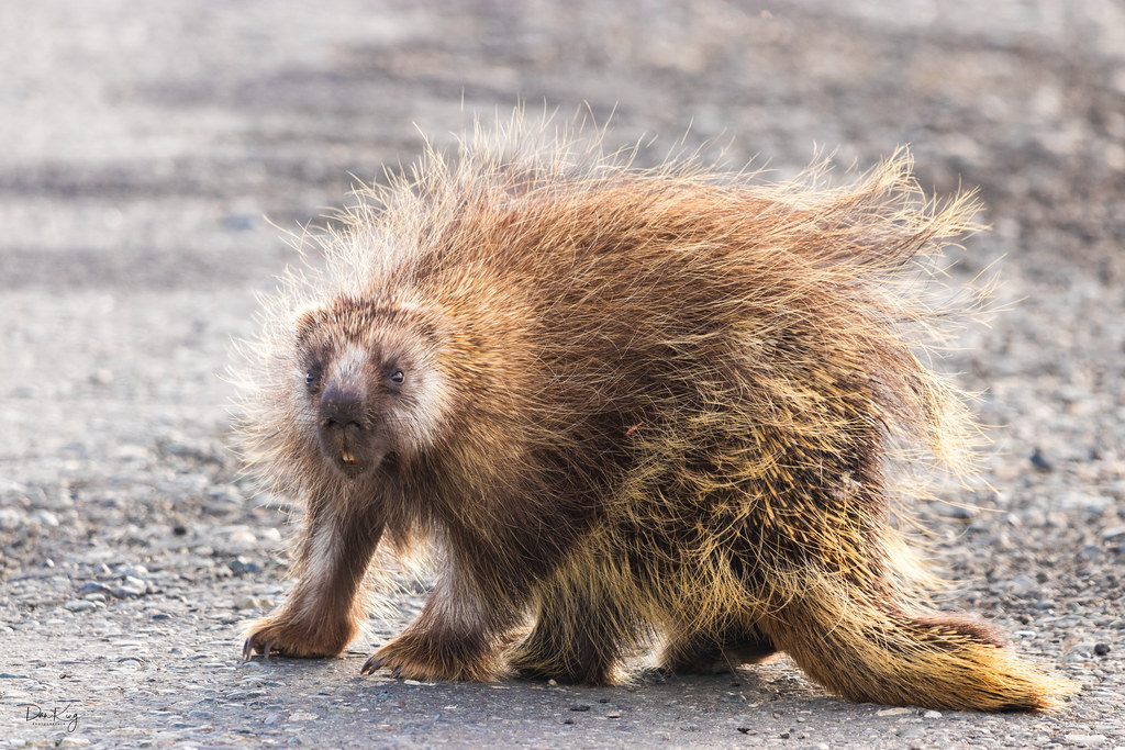 PorkUPine We took a drive yesterday and stopped by a fas… Flickr