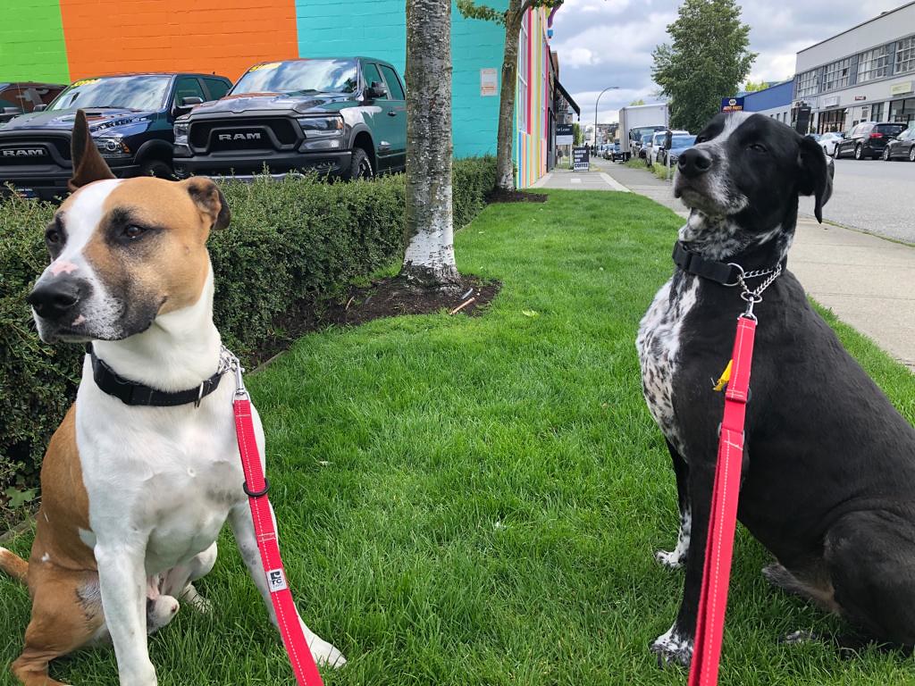 best doggy daycare in vancouver british columbia dog food … Flickr