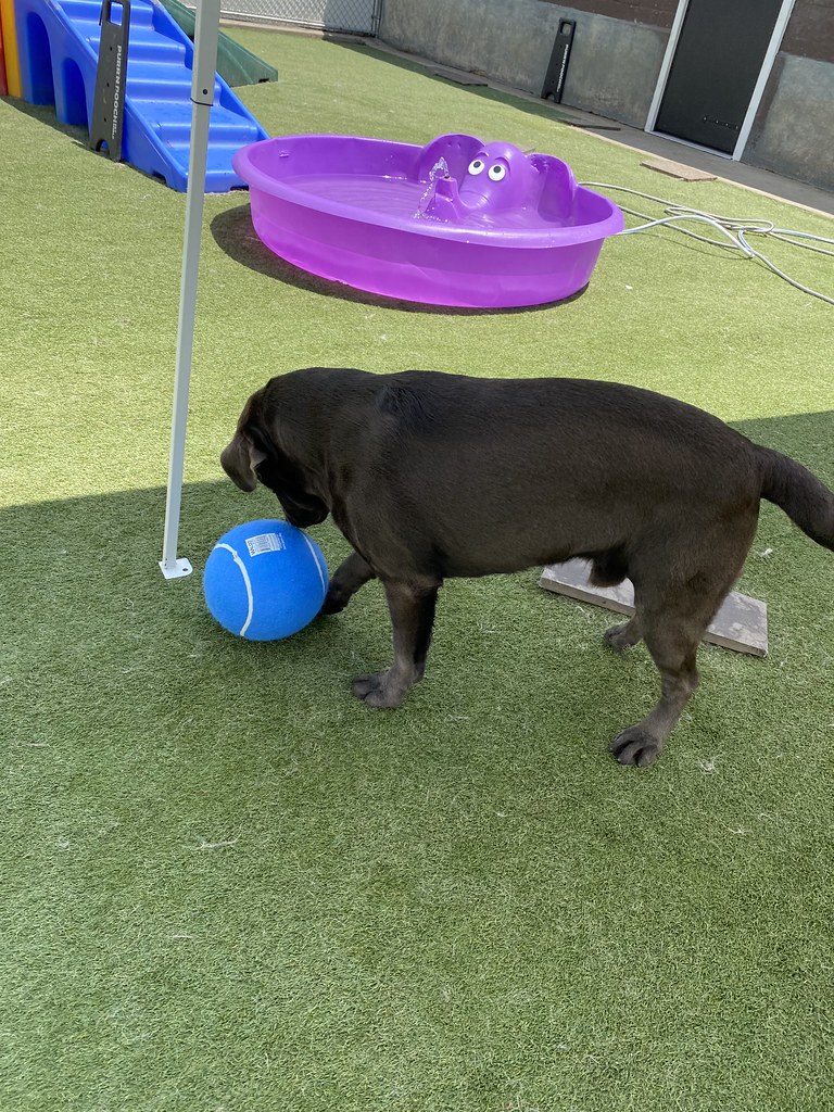 Untitled Holiday House Pet Resort and Training Center Flickr