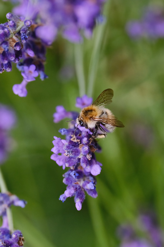 Sucking Lavender Nectar Tom Leo Flickr