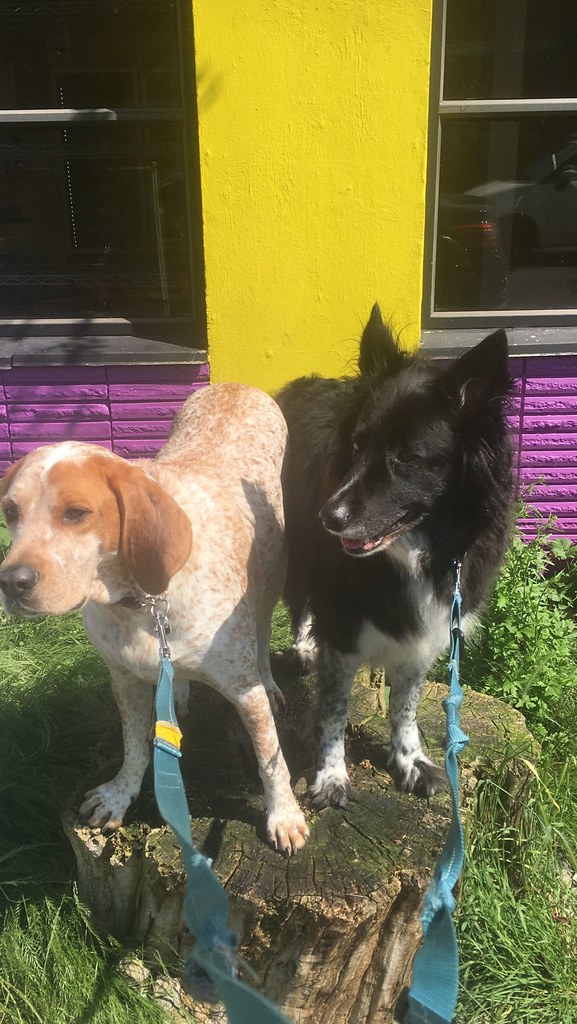 best doggy daycare in vancouver british columbia dog food … Flickr