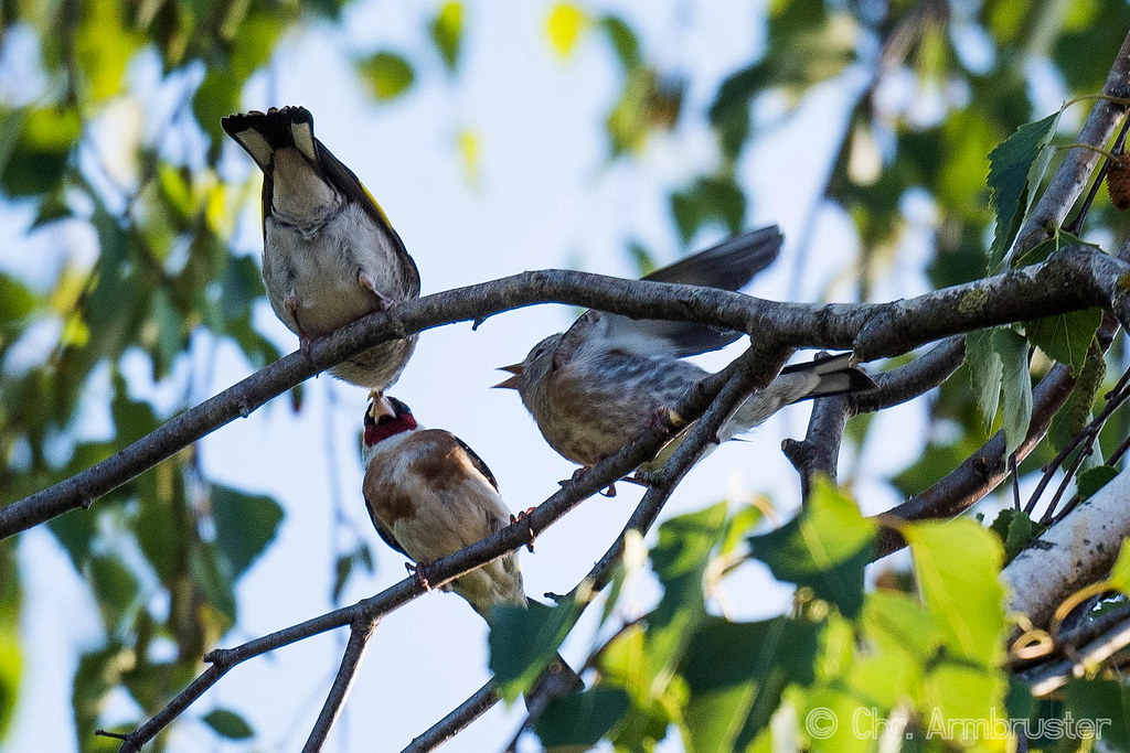Jetzt wird der andere Jungvogel gefüttert Stieglitz (Cardu… Flickr