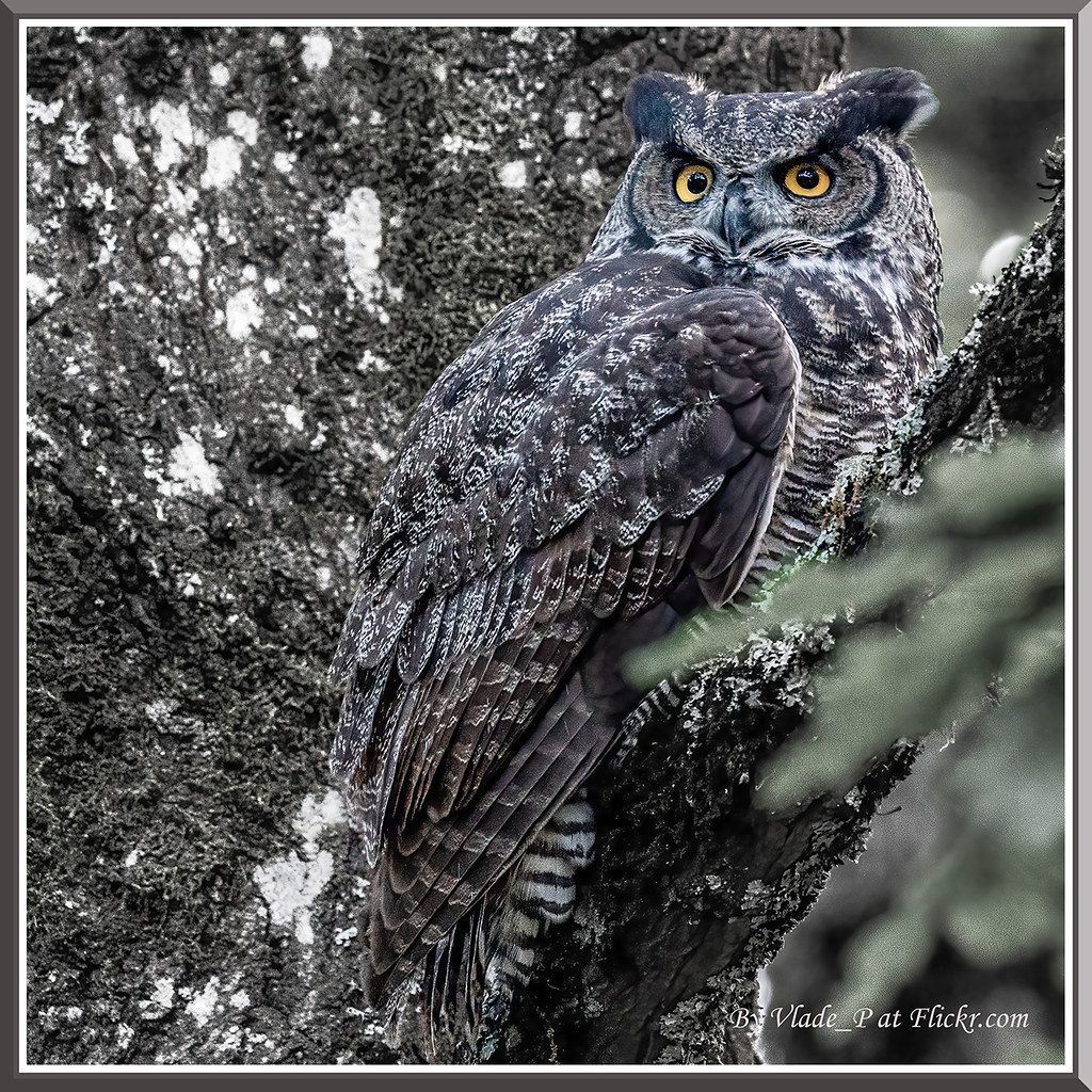 Great Horned owl ===… Flickr