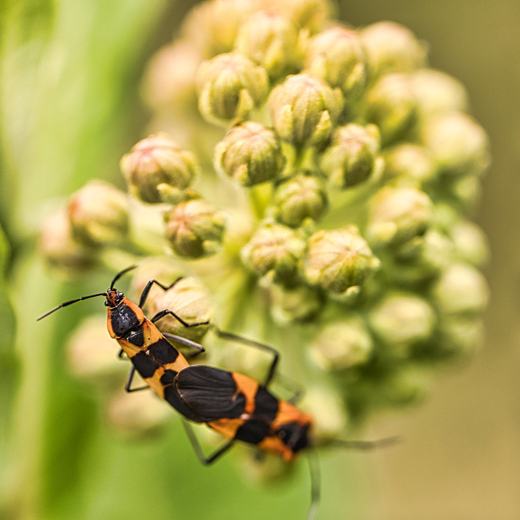 Milkweed Bugs On Common Milkweed flower buds Larry Miller Flickr