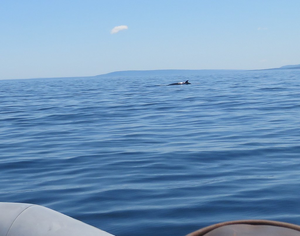 Ingonish Beach Whale Watching Tour Cape Breton Island Flickr