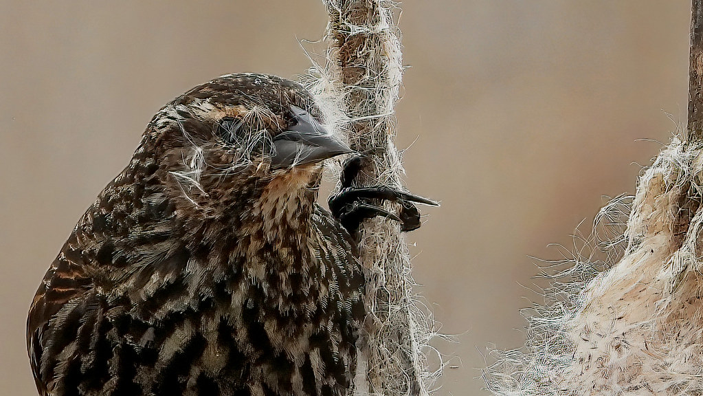 DSCN1210 Lance Youngquist Flickr