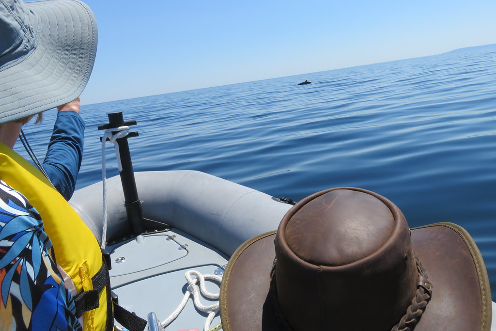 Ingonish Beach Whale Watching Tour Cape Breton Island Flickr