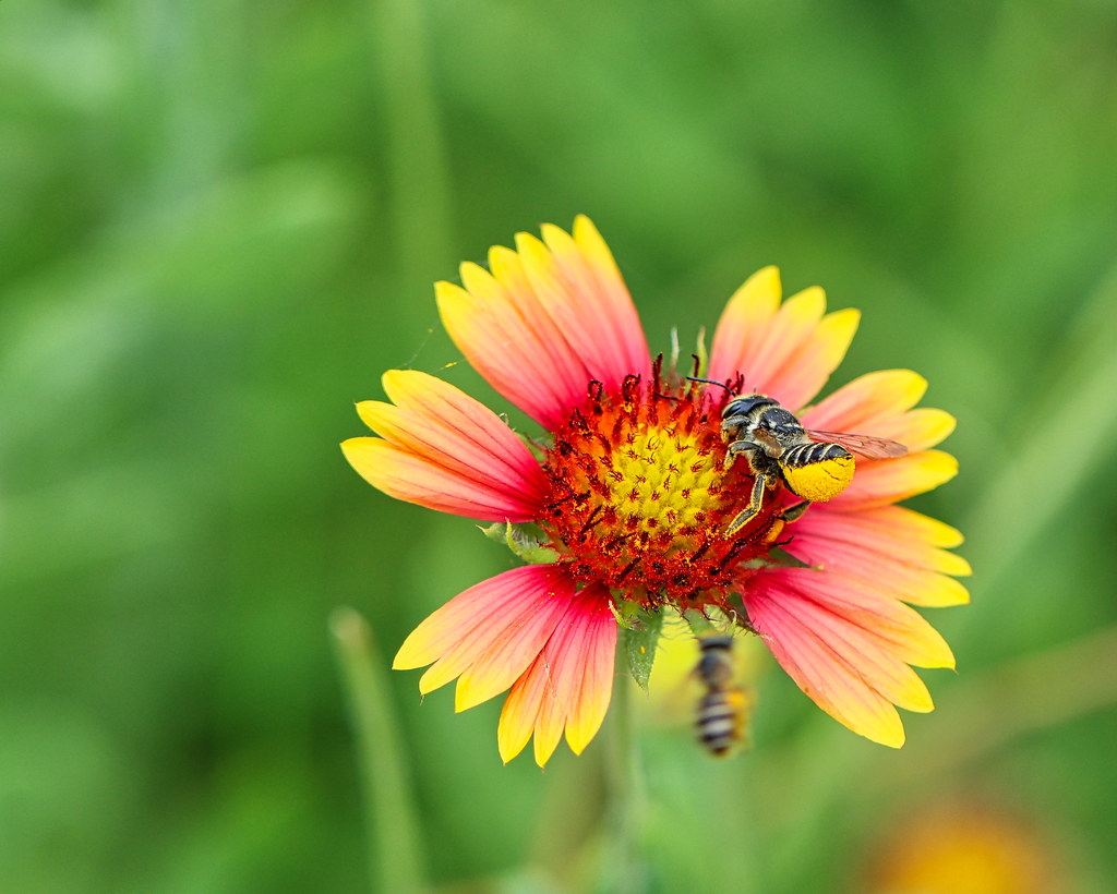 Pollinators Leafcutter bees on a blanket flower, a wldflow… Flickr
