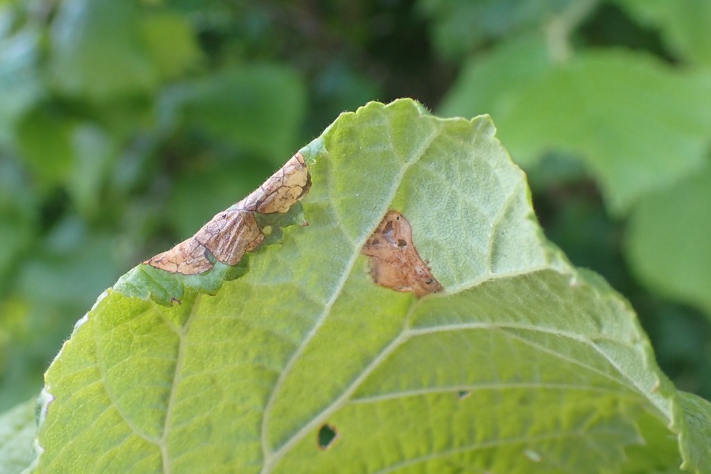 P6271938f mine on Hazel, Caldershaw Green, Rochdale 27.06.… Ben