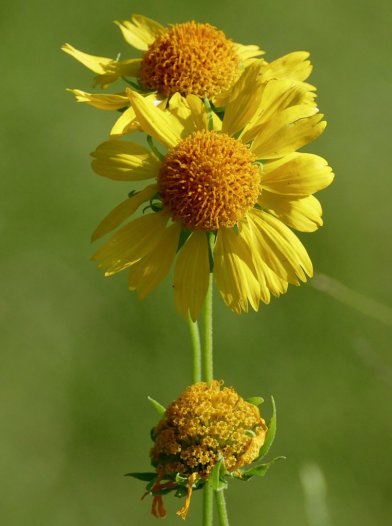 Cowpen Daisy (Verbesina encelioides) flowers Nyala Dri… Flickr