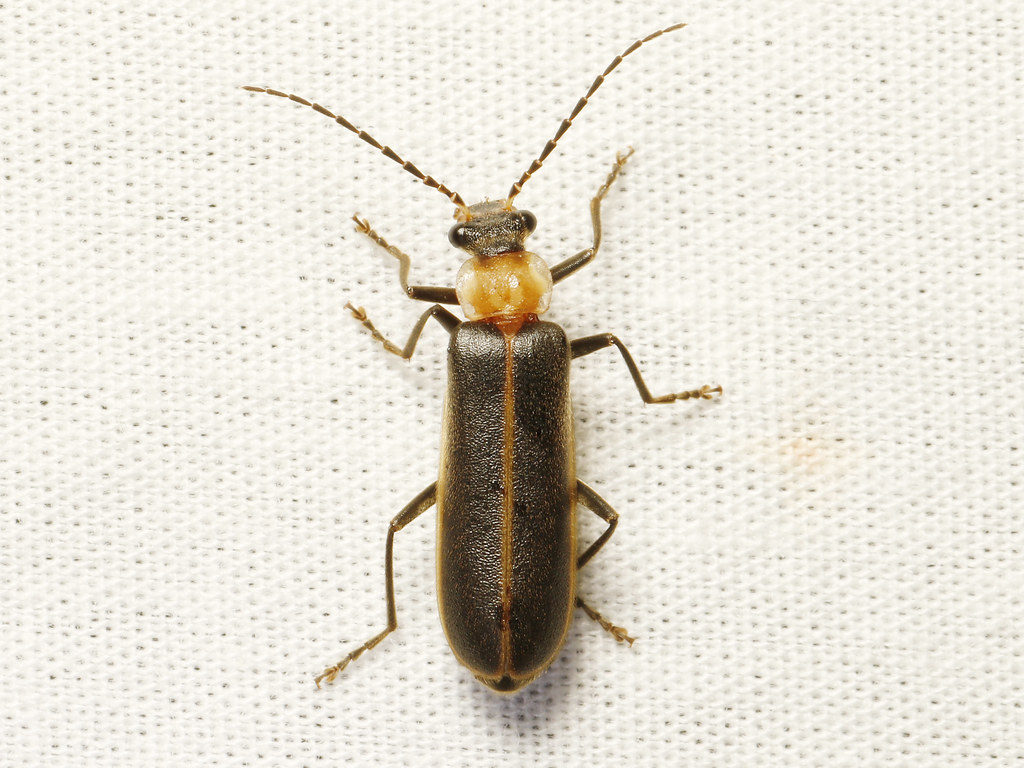 Podabrus flavicollis (Yellownecked Soldier Beetle) Prin… Flickr