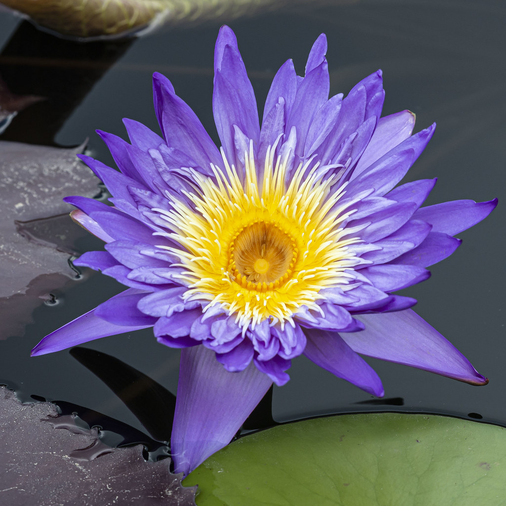 Blue Water Lily Atlanta Botanical Gardens justgrif Flickr