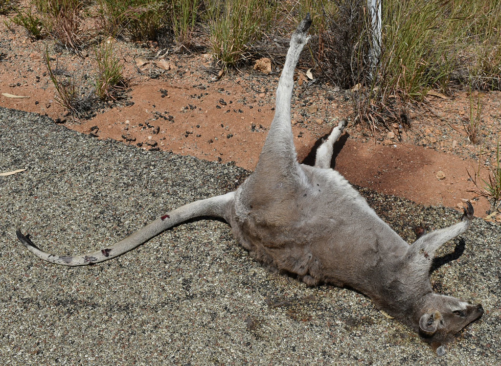 Whiptail wallaby roadkill, Undara National Park, QLD, 06/0… Flickr