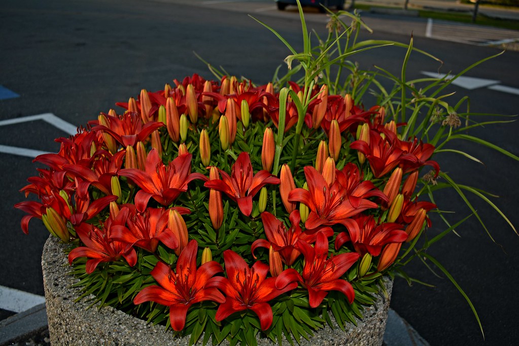 20220626DwarfLilys0002 Cornish, Maine. More Dwarf Lily g… Flickr