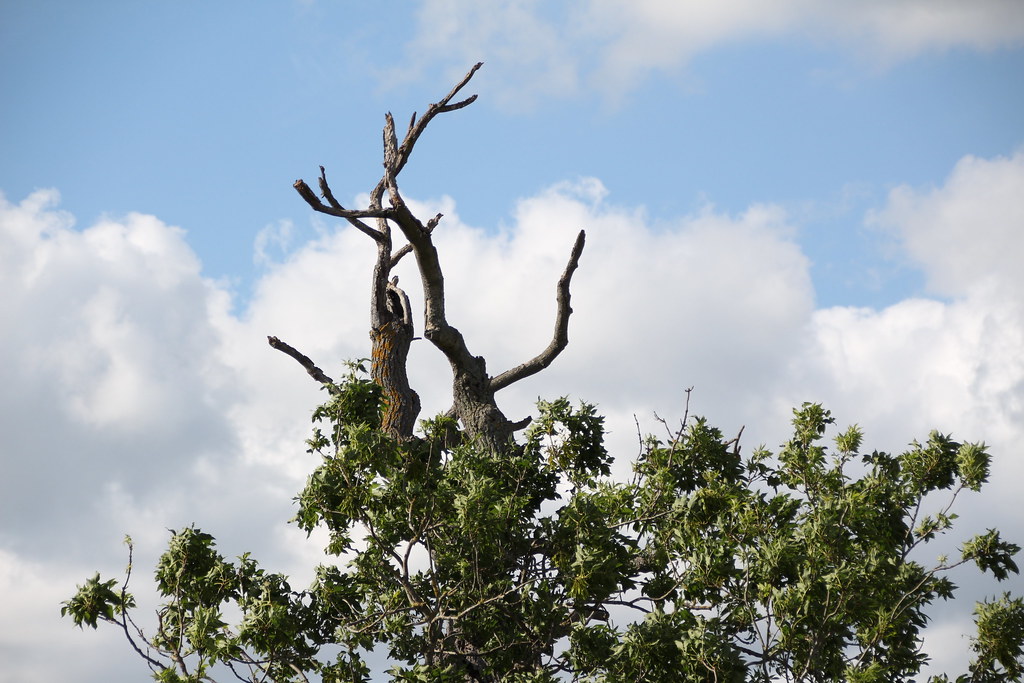 On high Days to Come Bonobo [ft. Bajka] Andrew Flickr