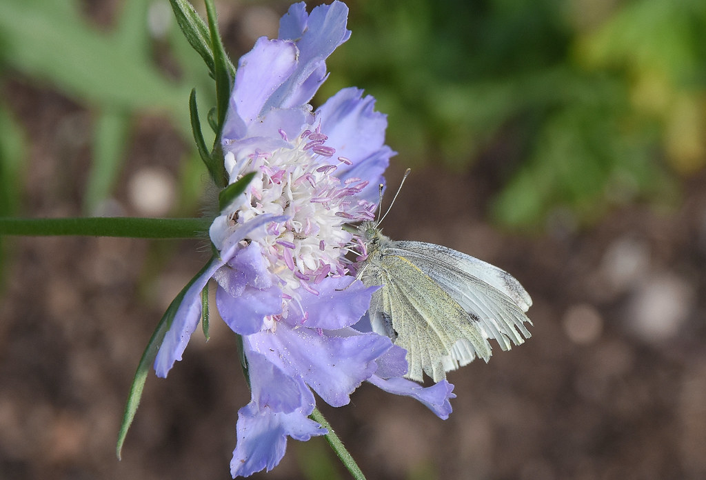 Small White Butterfly garden 27 6 2022 2a Alex M Shepherd Flickr
