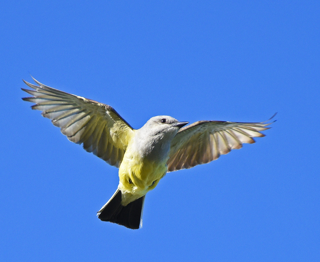 Western Kingbird Garden County NE June 2022 Photograph… Flickr