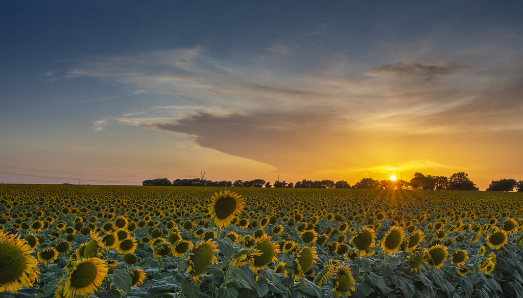 Texas Sunflowers A field outside of Ennis, Texas. James Nelms Flickr