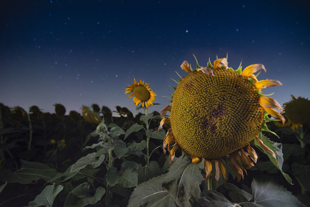 Texas Sunflowers A field outside of Ennis, Texas. James Nelms Flickr