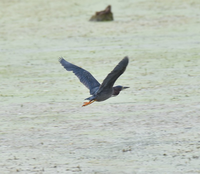 Birds in Dunes State Park, Indiana Flickr