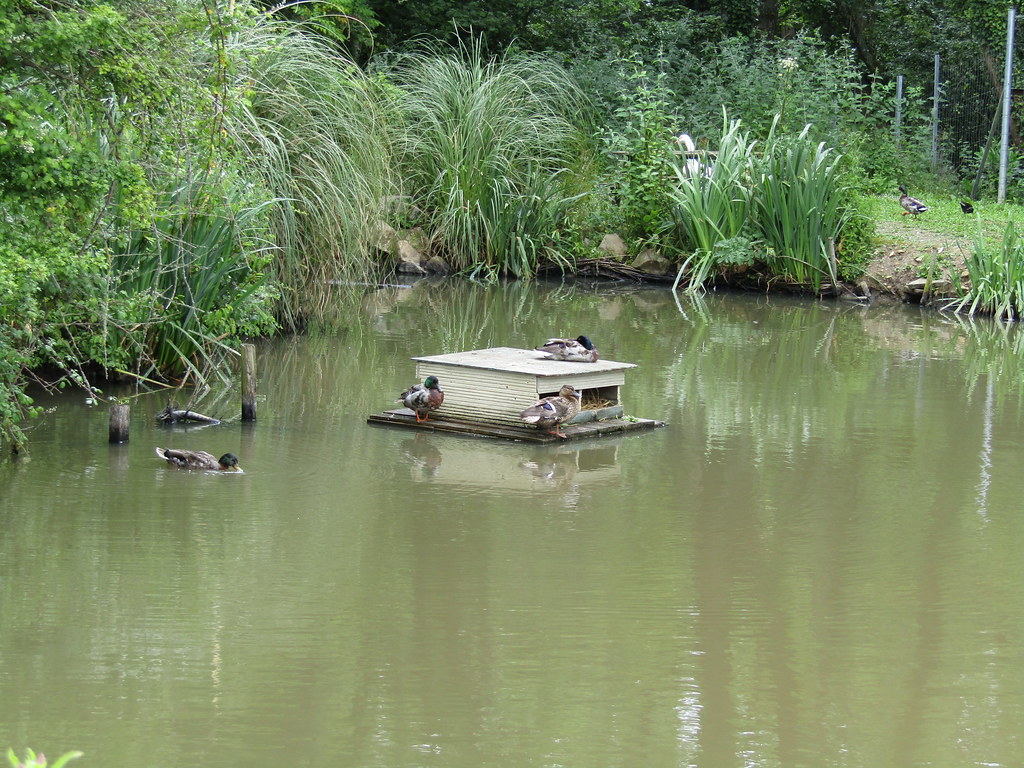 Ducks on Poacher's Pond A damp but enjoyable walk around t… Flickr