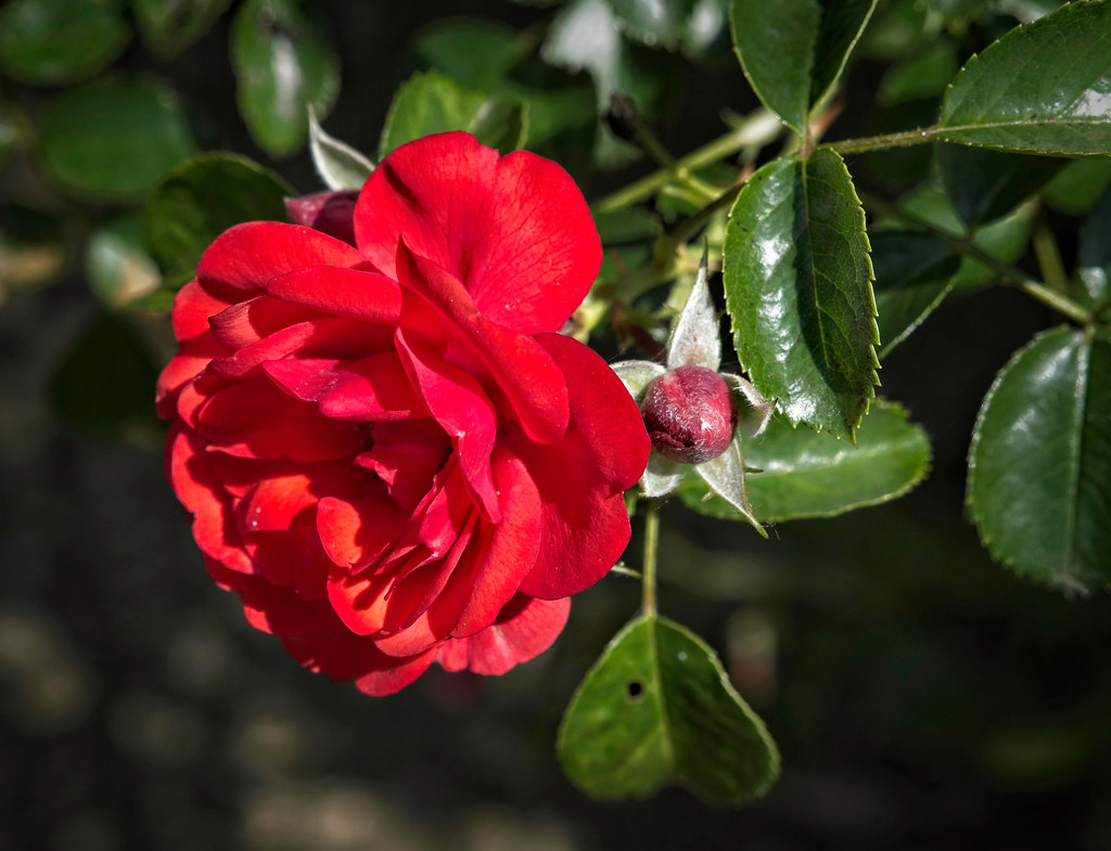 Rosa 'FLOWER CARPET Scarlet' 6/2022 Rose T3 Rosa 'FLOWER … Flickr