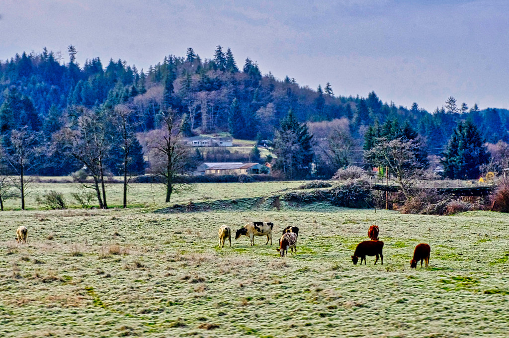Dairy Farms, Tillamook OR See blog at Champagnewishesandr… Flickr