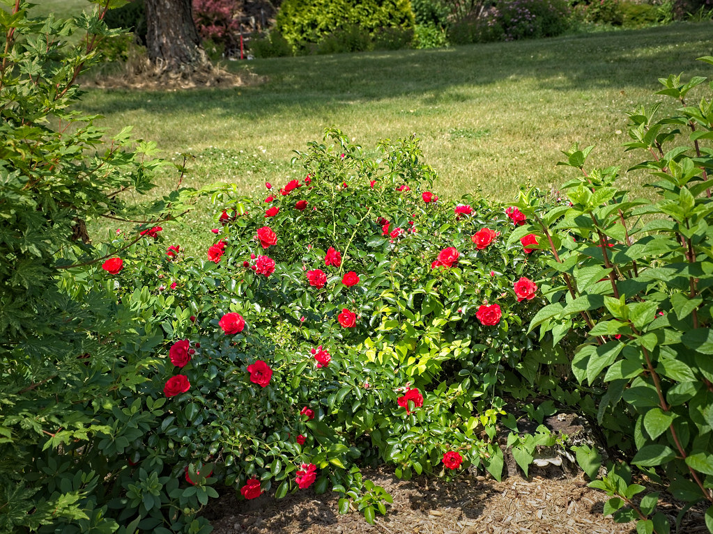 Rosa 'FLOWER CARPET Scarlet' 6/2022 Rose T3 Rosa 'FLOWER … Flickr