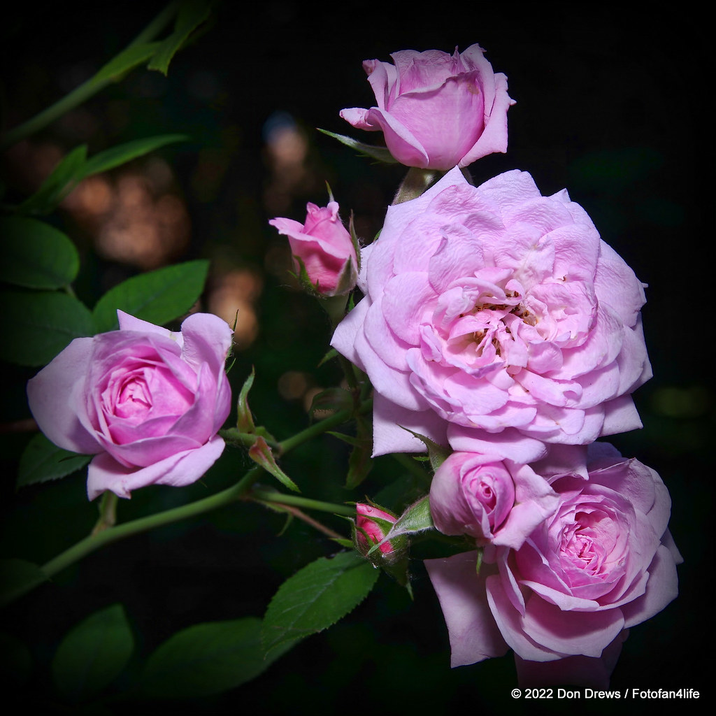 Jeanne Lajoie miniature rose DF220610DD_0207 Don Drews Flickr