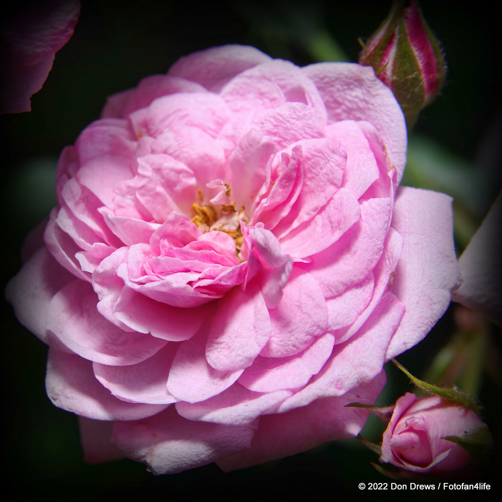Jeanne Lajoie miniature rose DF220610DD_0209 Don Drews Flickr