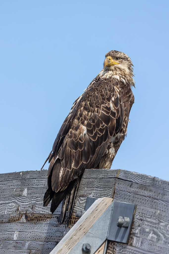 Bald Eagle Taken in Dutch Harbor, AK Ken Drozd Flickr