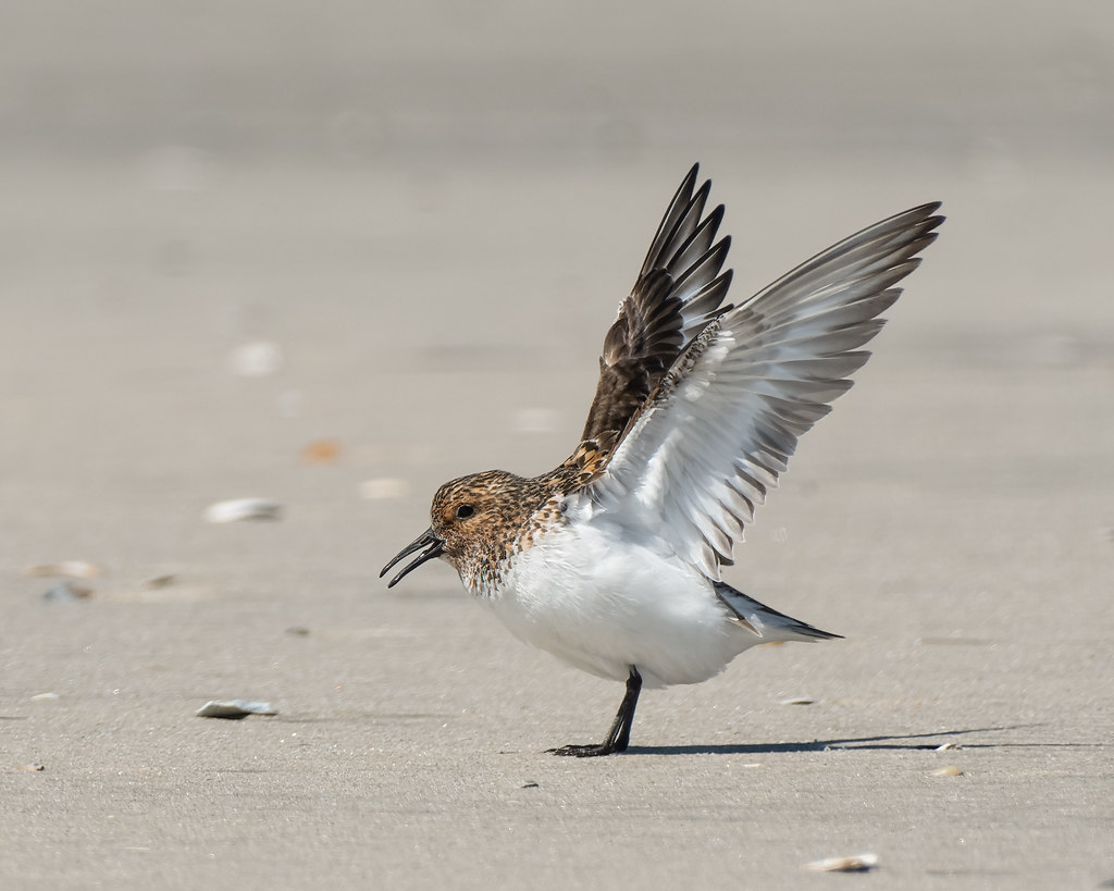 Sanderling 642022 Stone Harbor Point, NJ youtu.be/i7RPX8… B & B