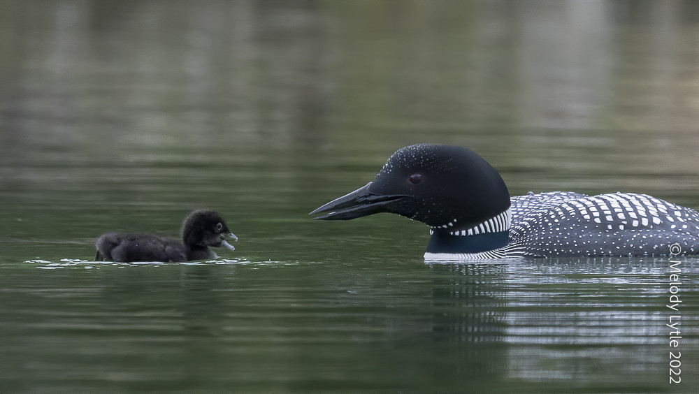 Common Loons Loon parents and hatchlings. Gavia immer, Jun… Flickr