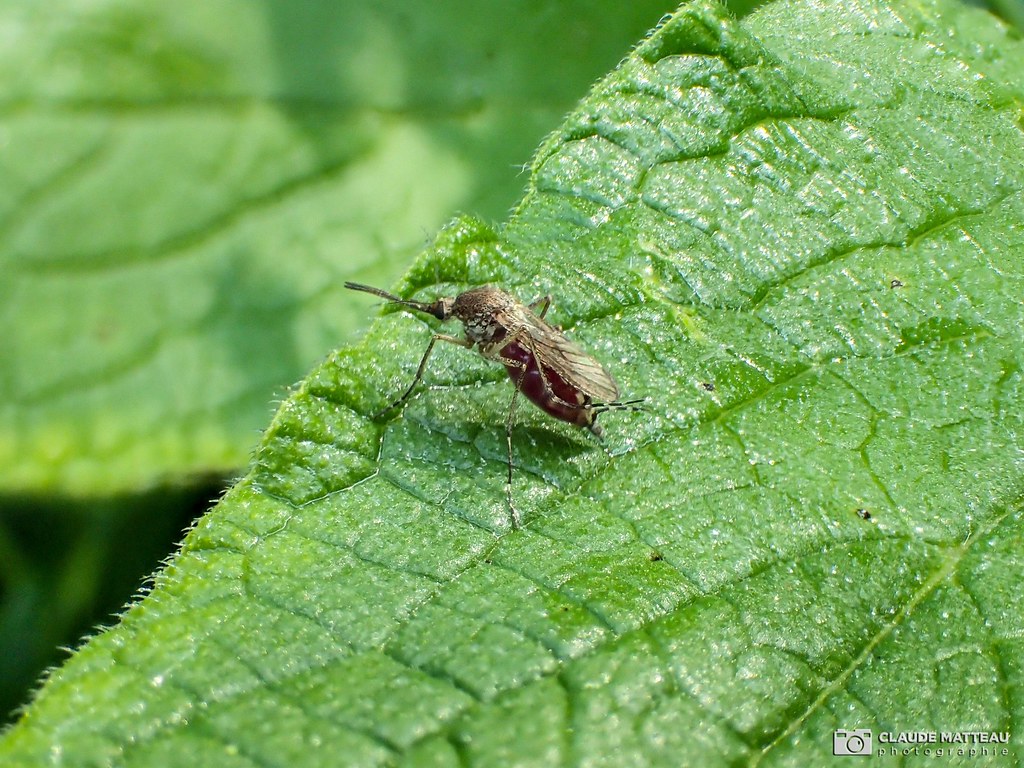 22062516 Maringouin Parc les Saules, Québec, Canada Claude Matteau