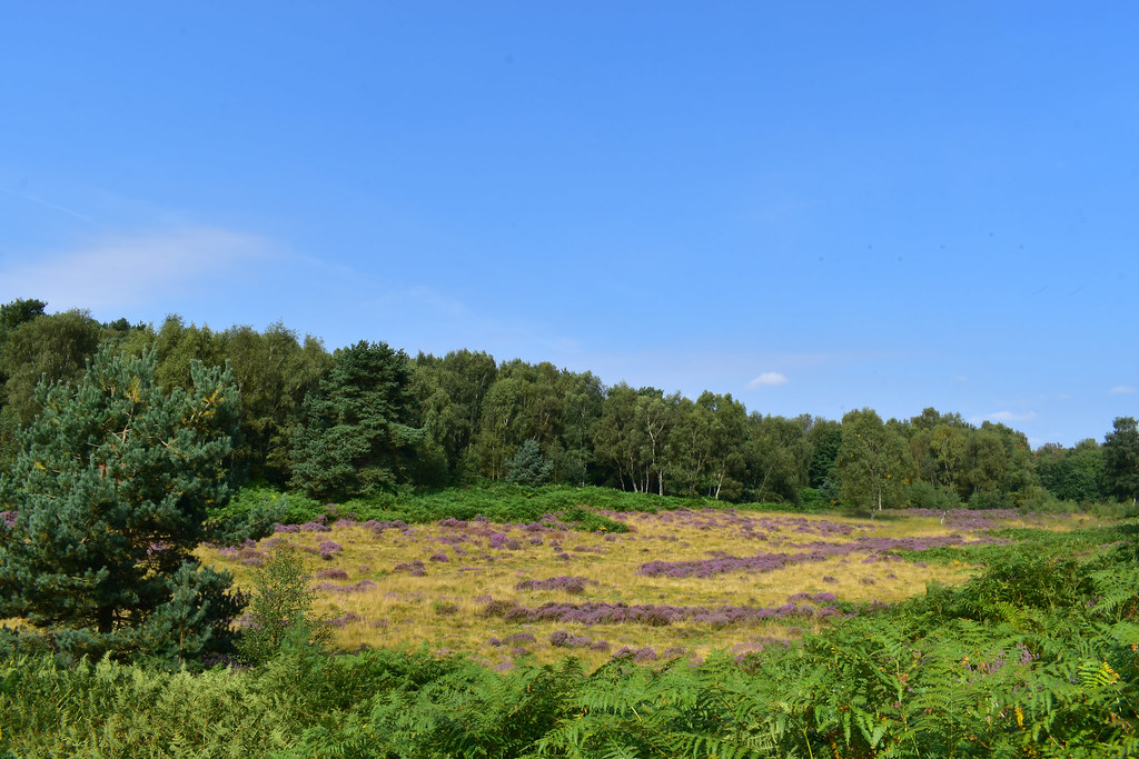 Rainworth Heath A patch of rare and threatened lowland hea… Flickr