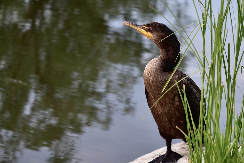 Cormoran Parc Michel Chartrand Québec JeanPierre Bekier Flickr