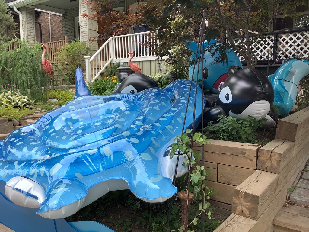 Canadian tire pool inflatable toys on bastedo ave abigail2007 Flickr