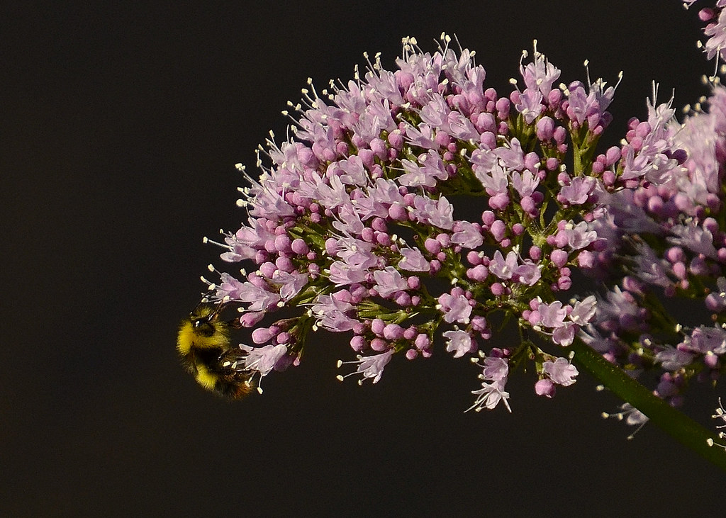 Bee on Flower Milheugh Blantyre James Brown Flickr