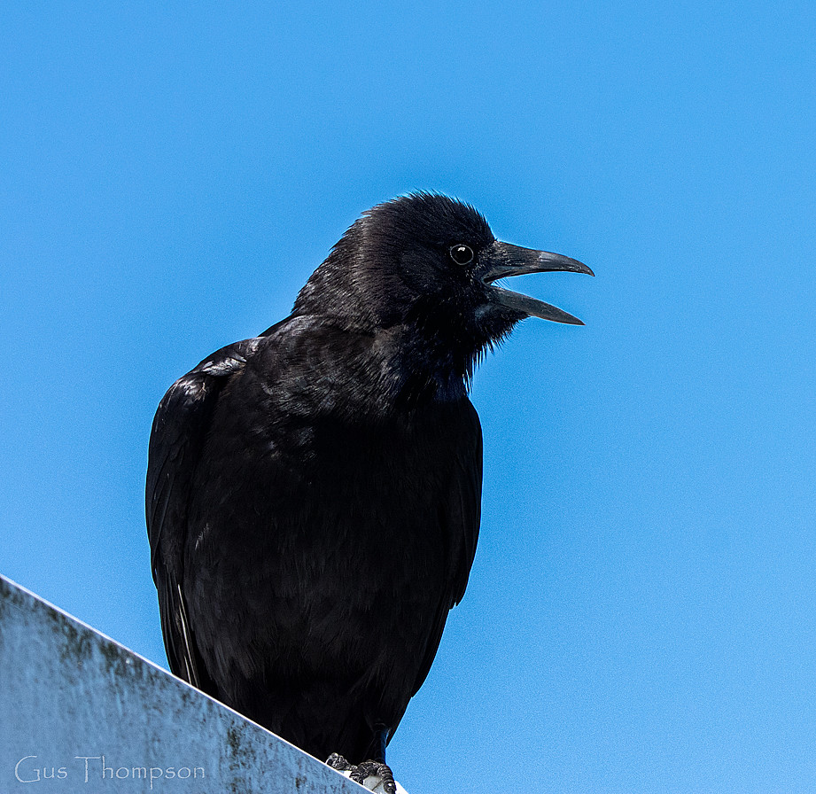 The Crow Has Landed The crow landed above me on a 4th floo… Flickr
