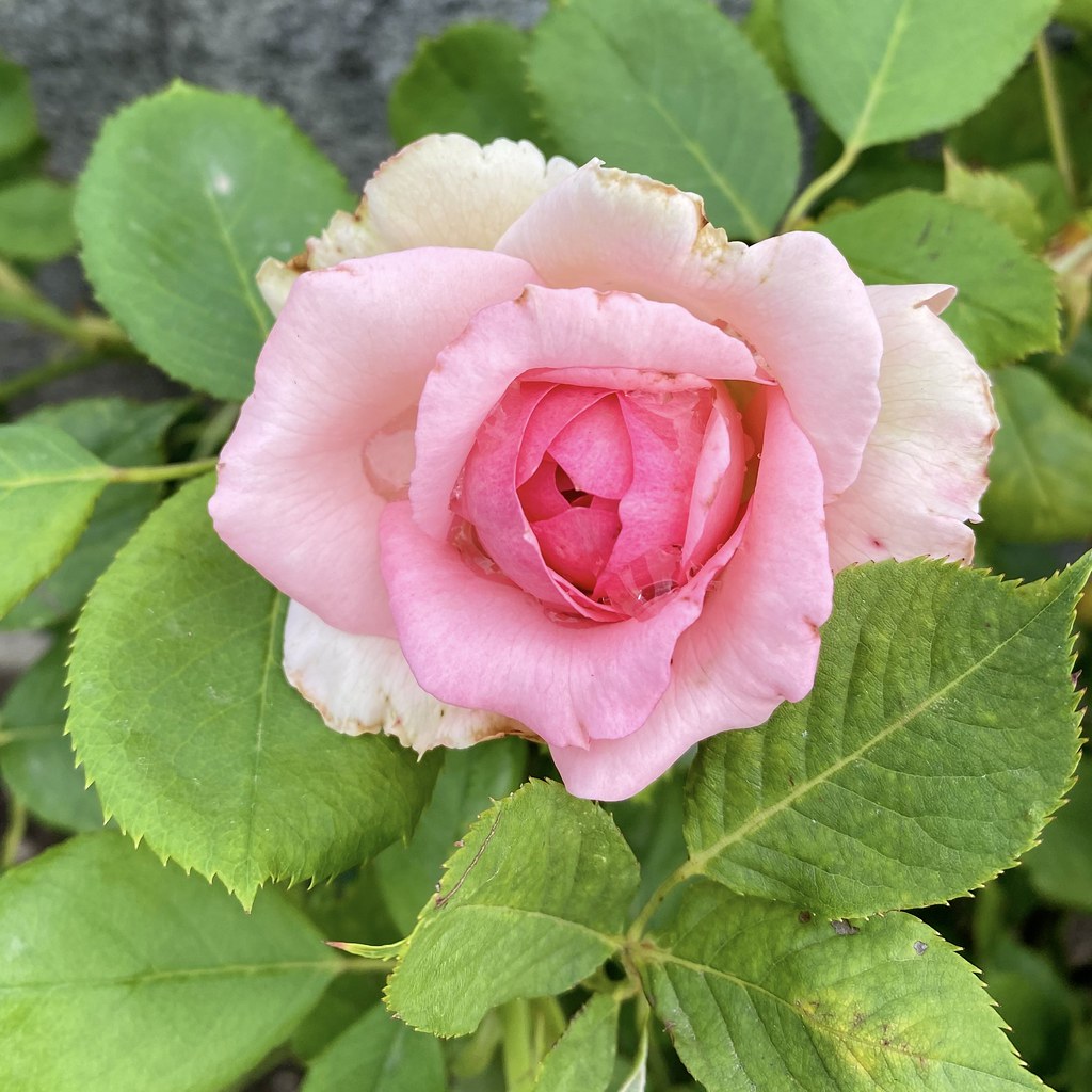 Rose… Ks 70 Flickr