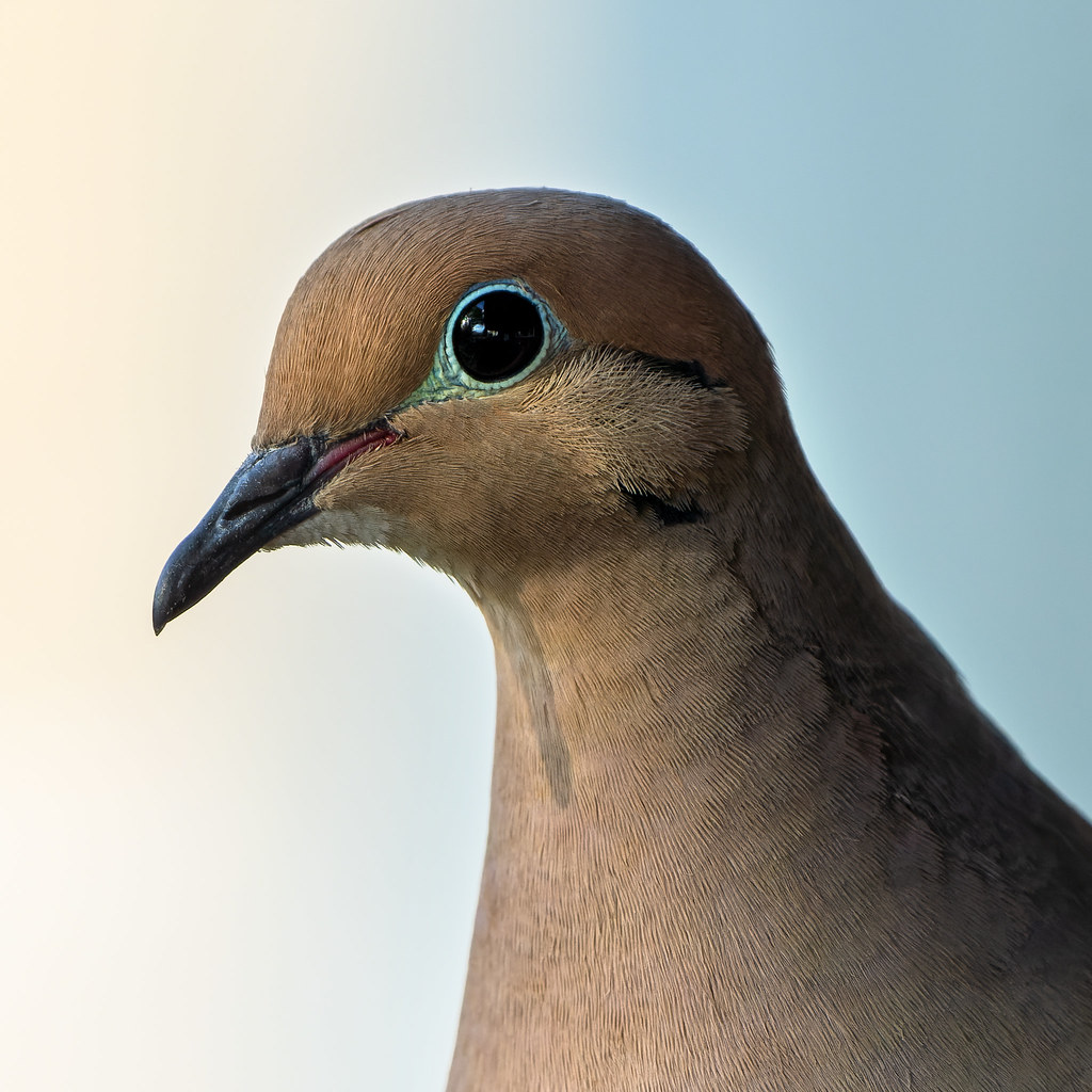 Mourning Dove Backyard, Buffalo NY Eufalconimorph Flickr