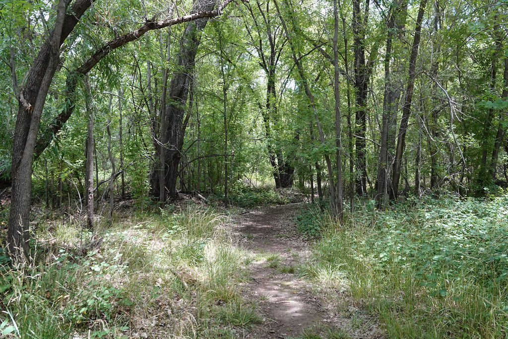 Riparian forest trail at Glenwood Fish Hatchery, Catron Co… Flickr
