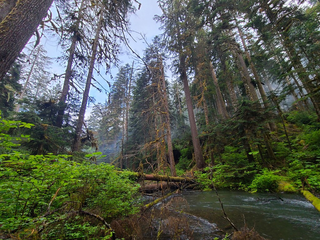 Lower Big Quilcene Trail Charles Loeffler Flickr