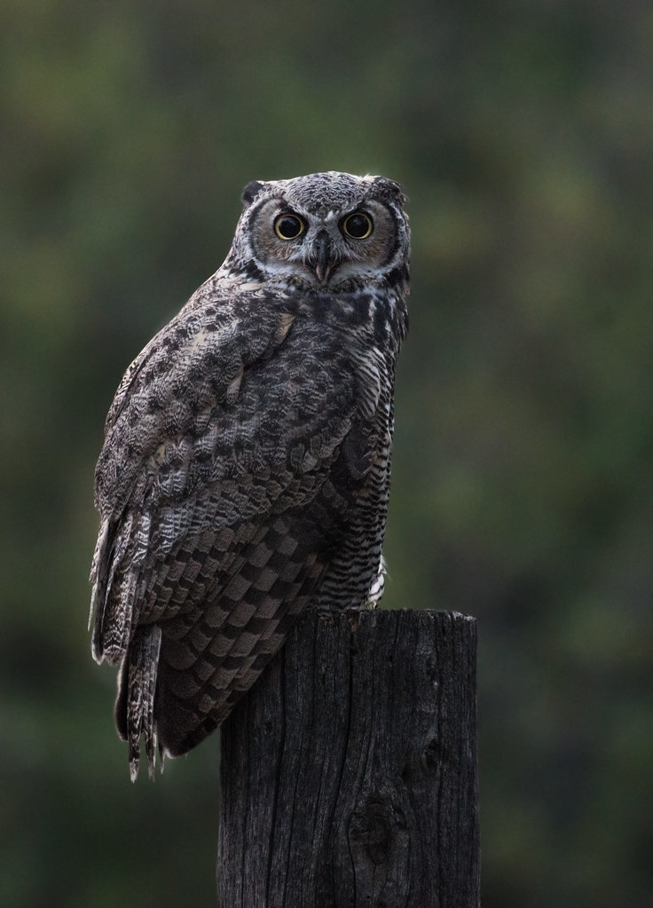 Great Horned OWL WYONE WITH ME_RMG4498 Rae Ann M. Garrett Flickr