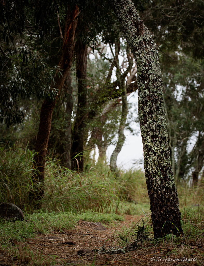 Tree focus Cameron Baxter Flickr