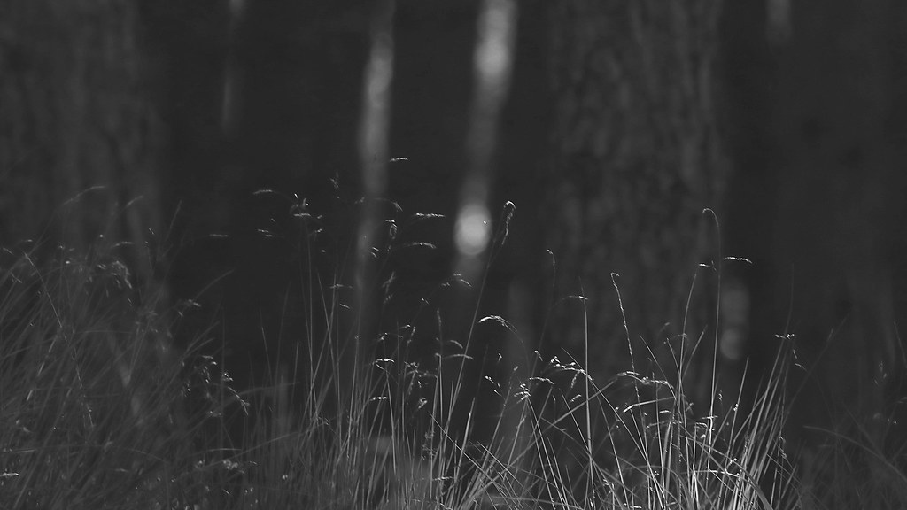 Waldseligkeit Elfenstaub Wundersam Flickr