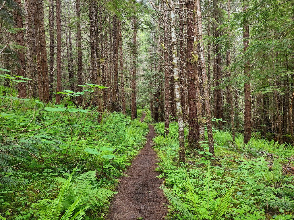 Lower Big Quilcene Trail Charles Loeffler Flickr