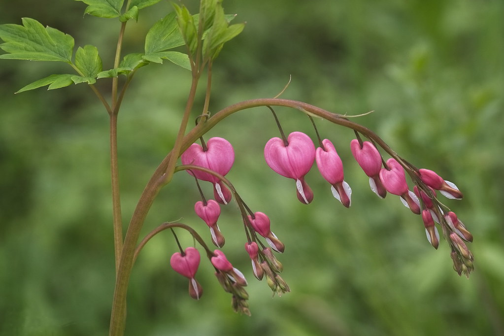 Bleeding Heart Norma Flickr