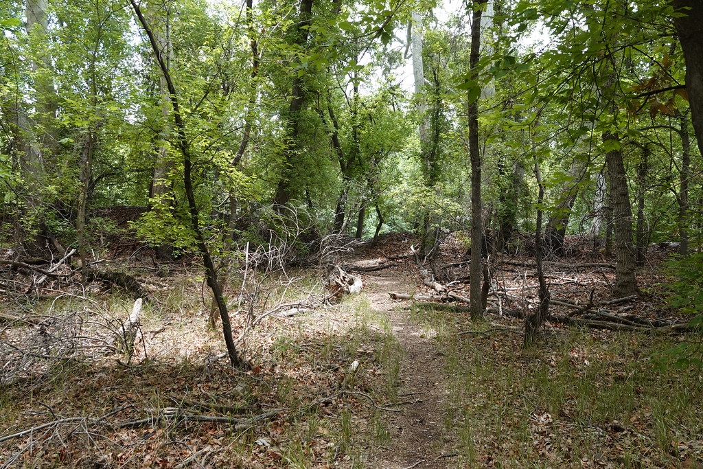 Riparian forest trail at Glenwood Fish Hatchery, Catron Co… Flickr